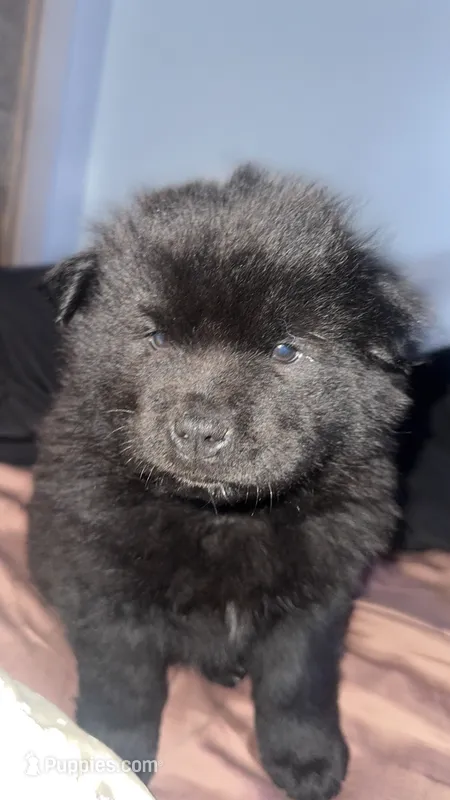 Luna – Chow Chow puppy for sale in Fort Morgan, CO