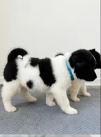 IVY, a female Akita for sale in Elk Grove, CA – 2 of 4