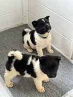 IVY, a female Akita for sale in Elk Grove, CA – 4 of 4