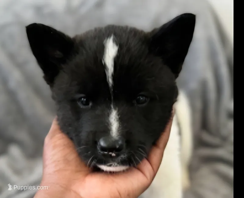 IVY – Akita puppy for sale in Elk Grove, CA