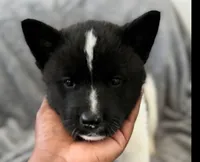 IVY, a female Akita for sale in Elk Grove, CA – 1 of 4