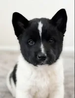 IVY, a female Akita for sale in Elk Grove, CA – 3 of 4