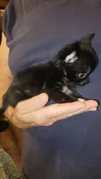Zack, a male Chihuahua for sale in Young Harris, GA – 5 of 6