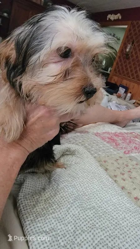Kikee – Yorkshire Terrier puppy for sale in Young Harris, GA