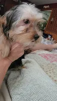Kikee, a female Yorkshire Terrier for sale in Young Harris, GA – 1 of 5