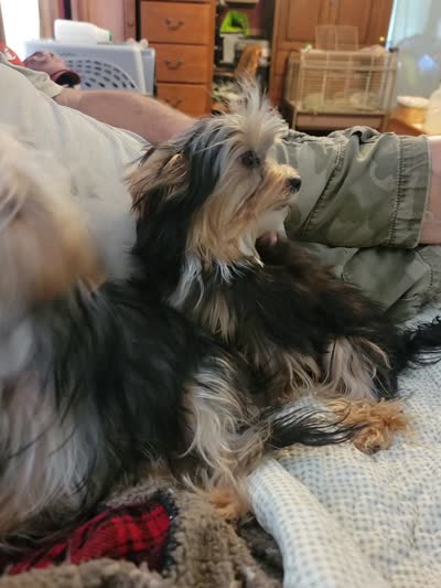 Jack, a male Yorkshire Terrier for sale in Young Harris, GA – 8 of 8