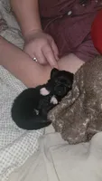 Zack, a male Chihuahua for sale in Young Harris, GA – 2 of 6
