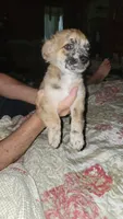 Rip, a male Chihuahua for sale in Young Harris, GA – 8 of 10