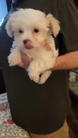 C J, a female Yorkshire Terrier for sale in Young Harris, GA – 1 of 8