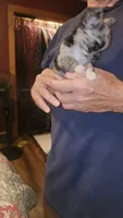 Maci, a female Chihuahua for sale in Young Harris, GA – 7 of 9