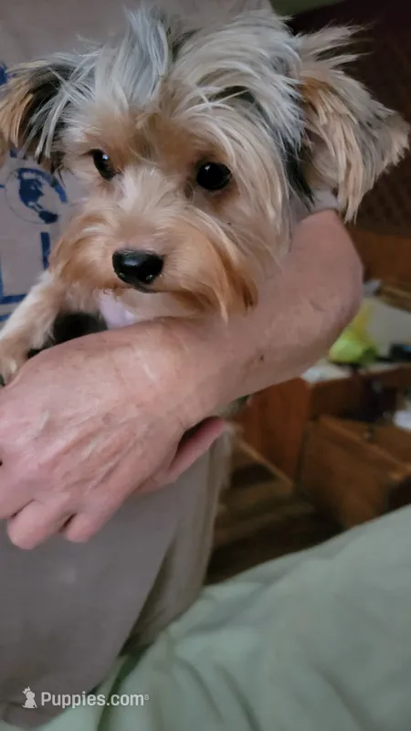 Merle – Yorkshire Terrier puppy for sale in Young Harris, GA