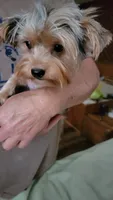 Merle, a male Yorkshire Terrier for sale in Young Harris, GA – 1 of 10