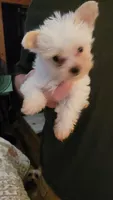 Ivie, a female Yorkshire Terrier for sale in Young Harris, GA – 1 of 5