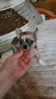Shaun, a male Chihuahua for sale in Young Harris, GA – 8 of 8