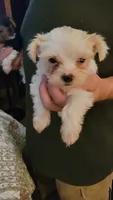 Yhenzae, a male Yorkshire Terrier for sale in Young Harris, GA – 1 of 5