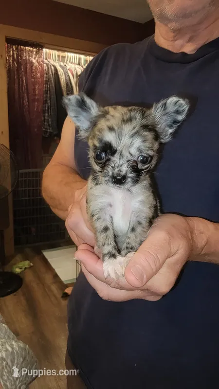 Maci – Chihuahua puppy for sale in Young Harris, GA