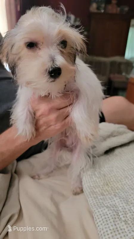 Asher – Yorkshire Terrier puppy for sale in Young Harris, GA