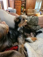 Jack, a male Yorkshire Terrier for sale in Young Harris, GA – 2 of 8