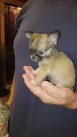 Corey, a male Chihuahua for sale in Young Harris, GA – 3 of 5