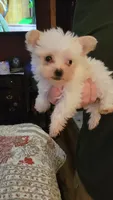 Ivie, a female Yorkshire Terrier for sale in Young Harris, GA – 2 of 5