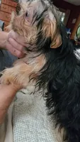 Dylan, a male Yorkshire Terrier for sale in Young Harris, GA – 4 of 7