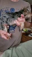Merle, a male Yorkshire Terrier for sale in Young Harris, GA – 3 of 10
