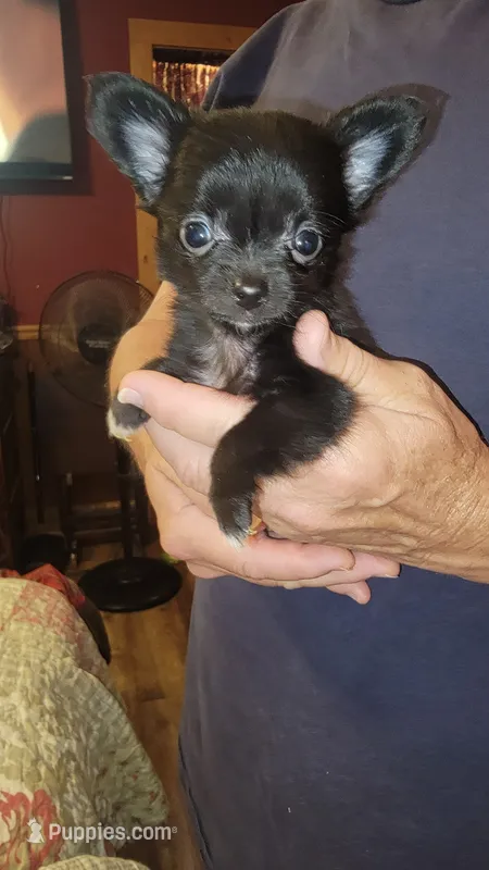 Zack – Chihuahua puppy for sale in Young Harris, GA