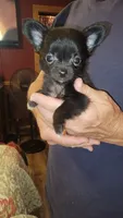 Zack, a male Chihuahua for sale in Young Harris, GA – 1 of 6