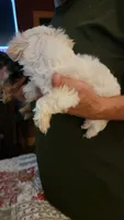 C J, a female Yorkshire Terrier for sale in Young Harris, GA – 3 of 8
