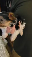 AL, a male Yorkshire Terrier for sale in Young Harris, GA – 2 of 6
