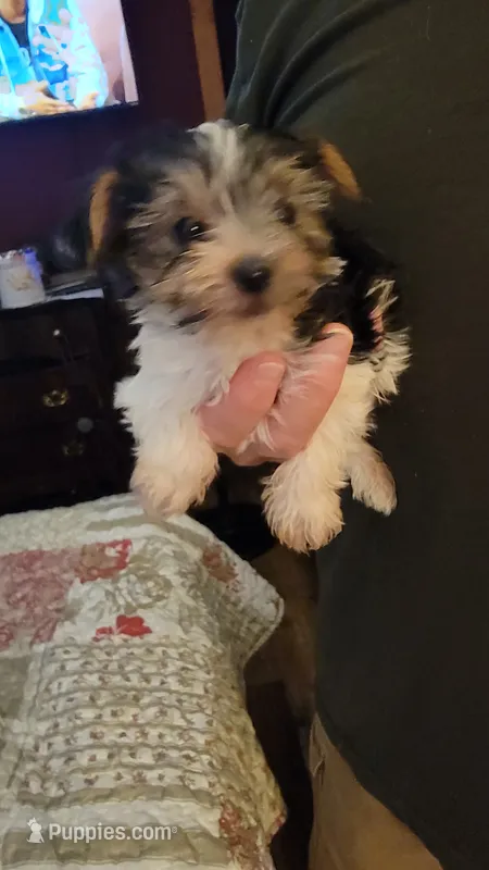 AL – Yorkshire Terrier puppy for sale in Young Harris, GA