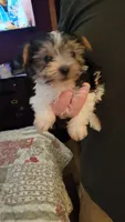AL, a male Yorkshire Terrier for sale in Young Harris, GA – 1 of 6