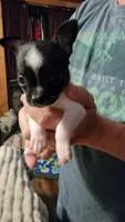 Pimple, a female Chihuahua for sale in Young Harris, GA – Photo 1 of 7