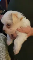 Yhenzae, a male Yorkshire Terrier for sale in Young Harris, GA – 4 of 5