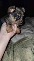 Kelsey, a female Chihuahua and Yorkshire Terrier for sale in Young Harris, GA – Photo 4 of 10