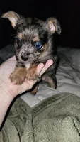 Kelsey, a female Chihuahua and Yorkshire Terrier for sale in Young Harris, GA – Photo 3 of 10