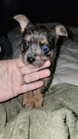 Kelsey, a female Chihuahua and Yorkshire Terrier for sale in Young Harris, GA – Photo 6 of 10