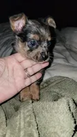Kelsey, a female Chihuahua and Yorkshire Terrier for sale in Young Harris, GA – Photo 5 of 10