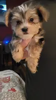 Keelon, a male Yorkshire Terrier for sale in Young Harris, GA – 3 of 5