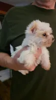 Ivie, a female Yorkshire Terrier for sale in Young Harris, GA – 5 of 5