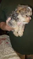 Keelon, a male Yorkshire Terrier for sale in Young Harris, GA – 5 of 5