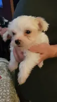 Yhenzae, a male Yorkshire Terrier for sale in Young Harris, GA – 2 of 5