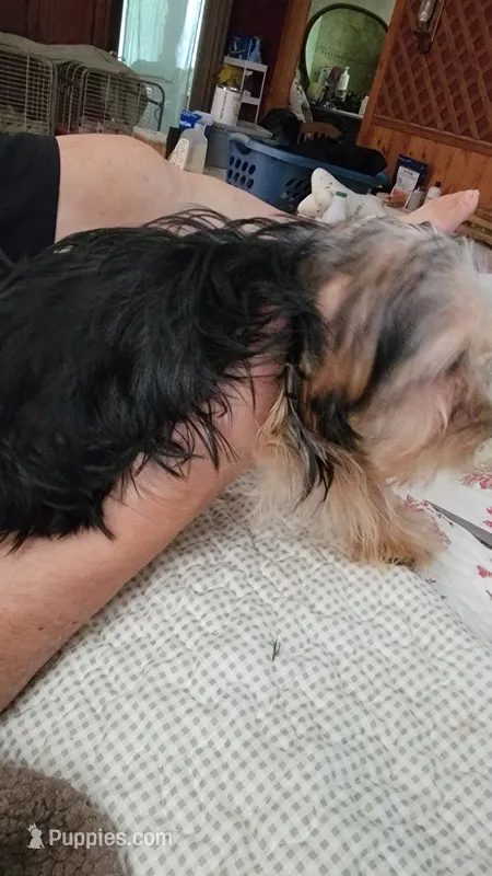 Dylan – Yorkshire Terrier puppy for sale in Young Harris, GA