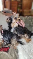 Jack, a male Yorkshire Terrier for sale in Young Harris, GA – 5 of 8