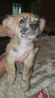 Rip, a male Chihuahua for sale in Young Harris, GA – 9 of 10