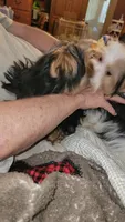 Jack, a male Yorkshire Terrier for sale in Young Harris, GA – 4 of 8