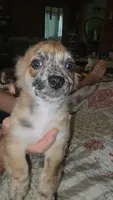 Rip, a male Chihuahua for sale in Young Harris, GA – 10 of 10