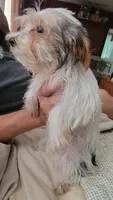 Asher, a male Yorkshire Terrier for sale in Young Harris, GA – 4 of 4