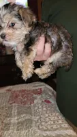 Keelon, a male Yorkshire Terrier for sale in Young Harris, GA – 4 of 5