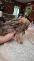 Jack, a male Yorkshire Terrier for sale in Young Harris, GA – 3 of 4